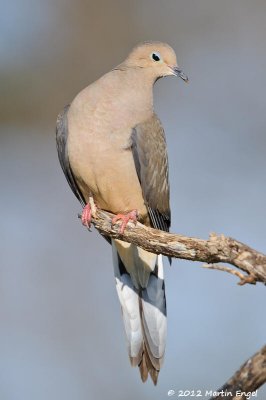 Mourning Dove