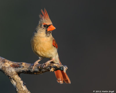 Northern Cardinal