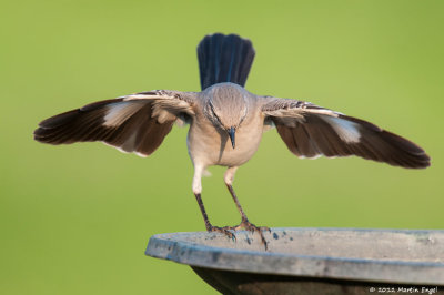 Northern Mockingbird