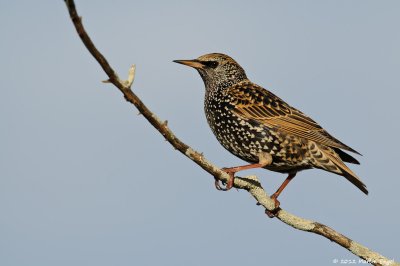 European Starling