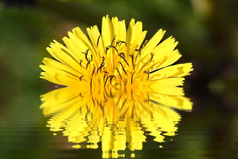 Flower Reflected