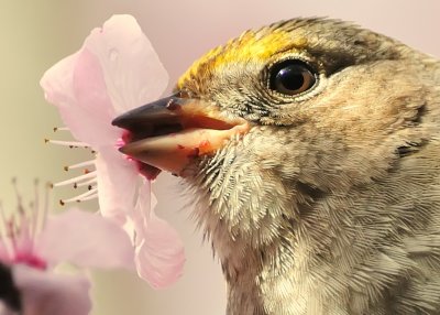 Golden-crowned Sparrow eating flower