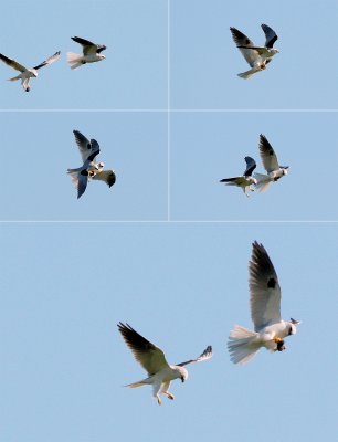 White-tailed Kite Courtship