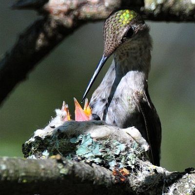 Annas Hummingbird nest