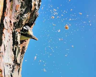 Nuttall's Woodpecker Excavating Nest