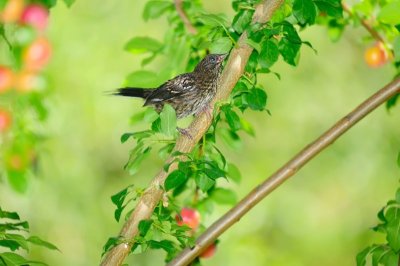 Spotted Towhee- Juvenile