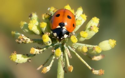 Ladybird on Anise