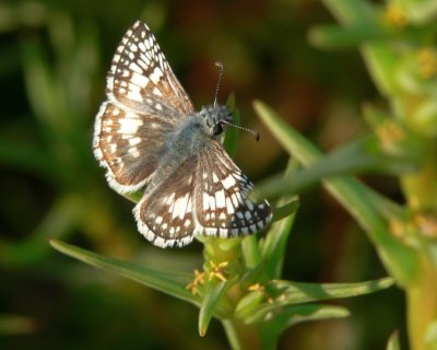 Common Checkered Skipper