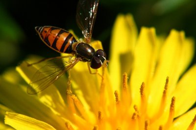 Hoverfly