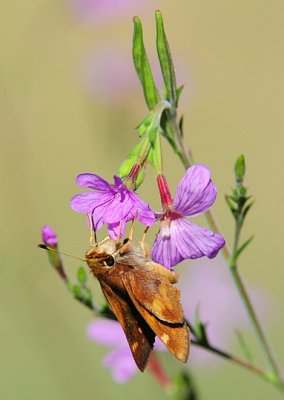 Skipper on Phlox