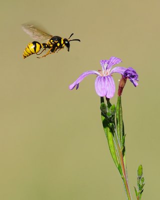 Wasp about to land on Phlox