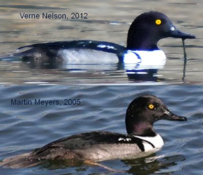 Comparison of recent hybrid sighting with historical photo