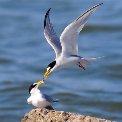Least Tern- Courtship Feeding