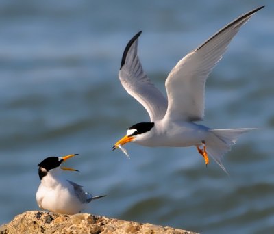 Least Terns- Courtship Feeding