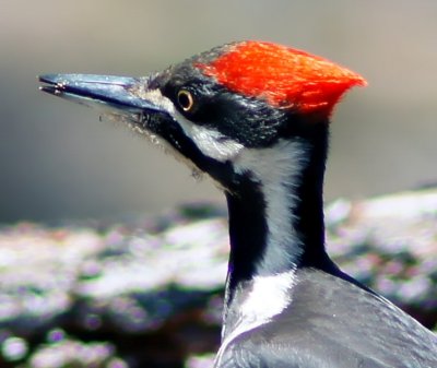 Pileated Woodpecker