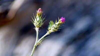 Thistle