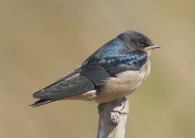 Fledgling Barn Swallow