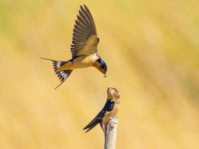Barn Swallow Feeding Fledgling