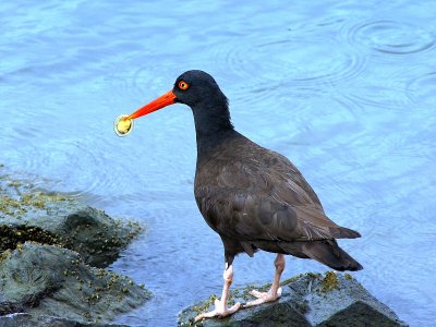 Black Oystercatcher with Limpet