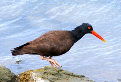 Black Oystercatcher on the hunt