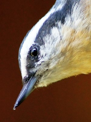 Red-breasted Nuthatch