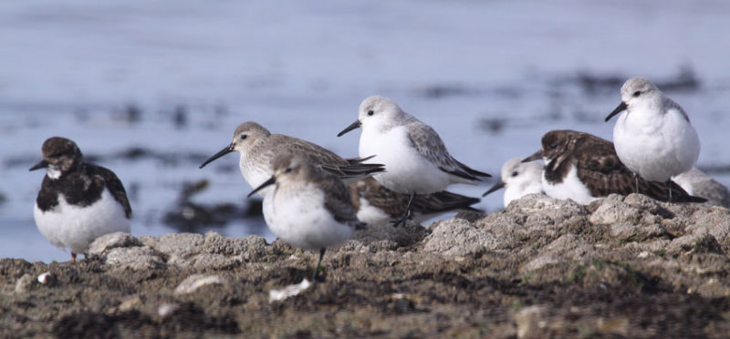 Becasseau-sanderling-Becasseau-variable-Tournepierre