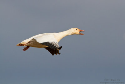Snow-Goose_MG_2319.jpg