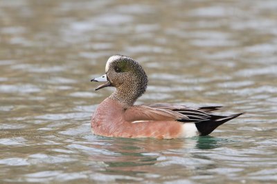 American-Wigeon_MG_2458.jpg