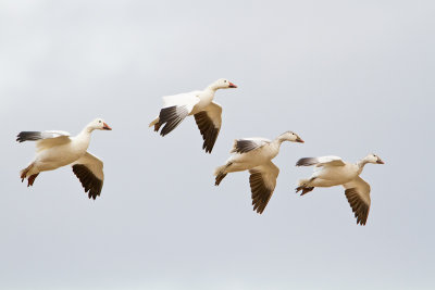 Snow-Geese-Landing_MG_2258.jpg