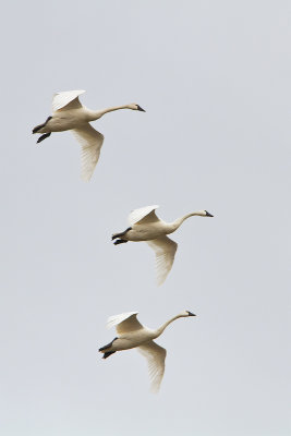 Tundra-Swans_MG_2174.jpg