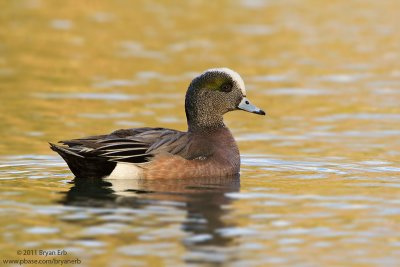 American-Wigeon_MG_3222.jpg