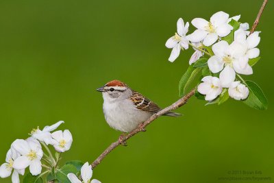 Chipping-Sparrow-800_MG_4332.jpg