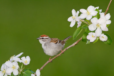 Chipping-Sparrow_MG_4375.jpg