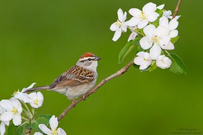 Chipping-Sparrow_MG_4295.jpg