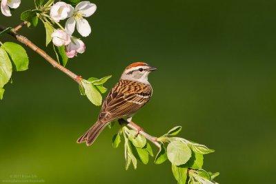 Chipping-Sparrow_MG_4239.jpg