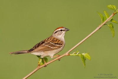 Chipping-Sparrow_MG_4436.jpg