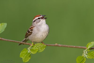 Chipping-Sparrow_MG_4503.jpg