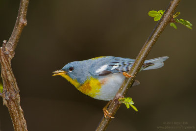 Northern-Parula_MG_4673.jpg