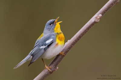 Northern-Parula_MG_4634.jpg