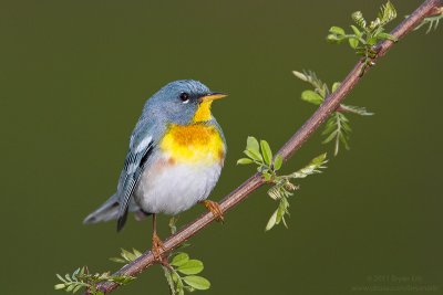 Northern-Parula_MG_4706.jpg