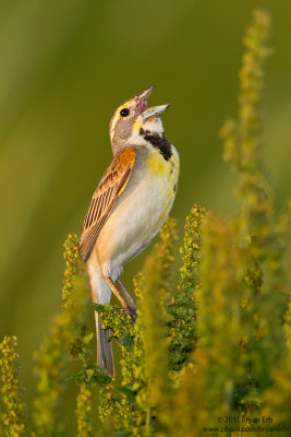 Dickcissel_MG_4759.jpg