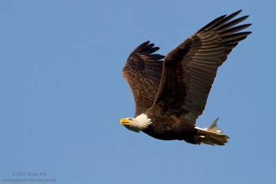 Bald-Eagle_MG_6446.jpg