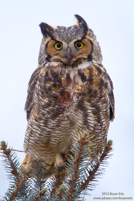 Great-Horned-Owl_MG_7455.jpg