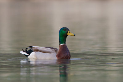 Mallard-Drake_MG_7900.jpg