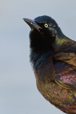 Common-Grackle_MG_8013.jpg