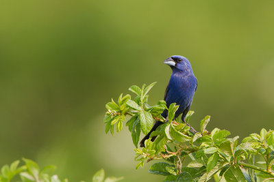 Blue-Grossbeak_MG_9557.jpg