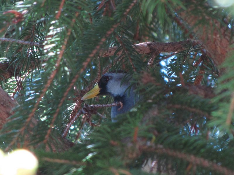 Sora in spruce tree 5-17-11 home2.jpg