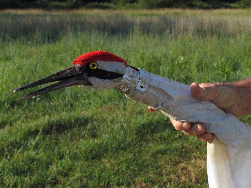 Mechanical crane head used by costumed training attendants