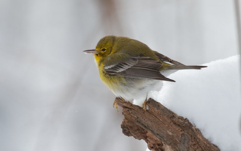 Pine Warbler 1-13-12 Dodge Co - JackBartholmai1.jpeg