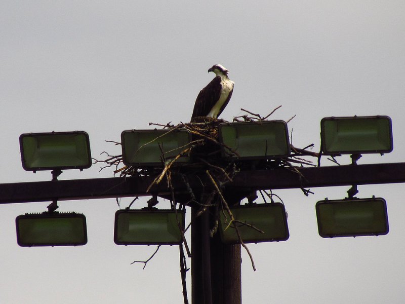 Osprey 5-3-12 GL ballpark2.jpg
